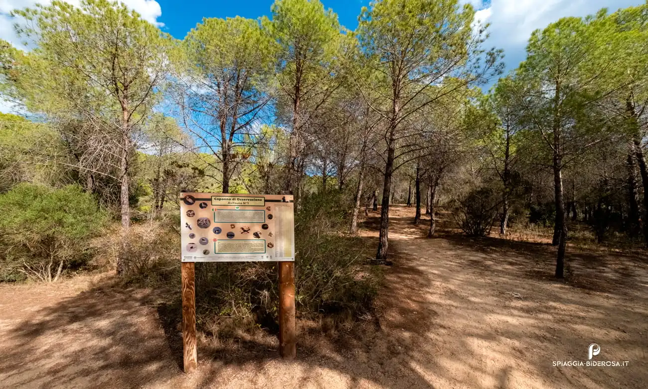 appassionati di birdwatching 1